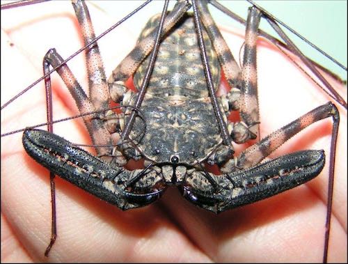 Tailless Whip Scorpions