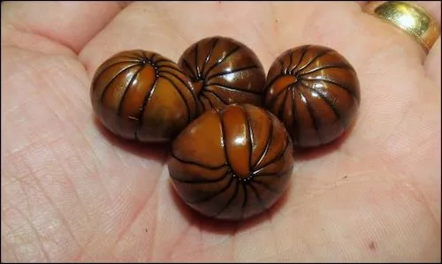 Tanzanian Pill Millipedes