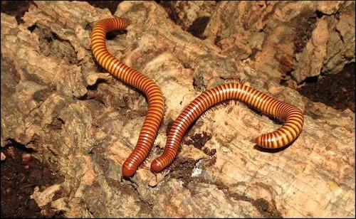 Texas Gold Millipedes