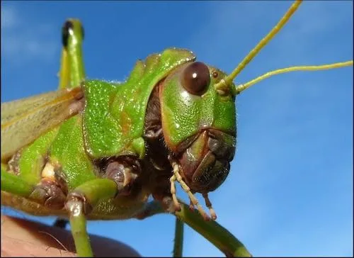 Tropidacris Collaris