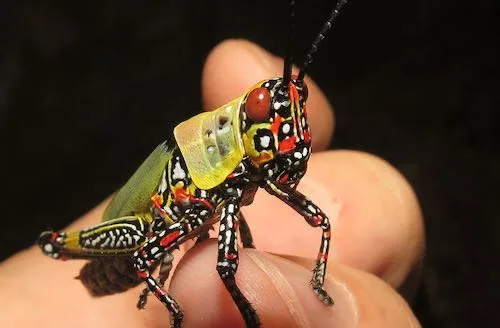 Zonocerus Variegatus