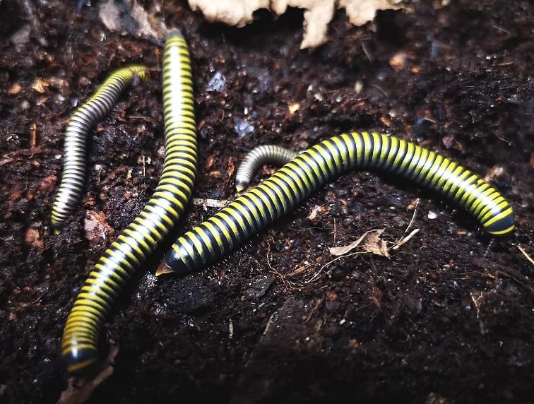 Bumblebee millipedes