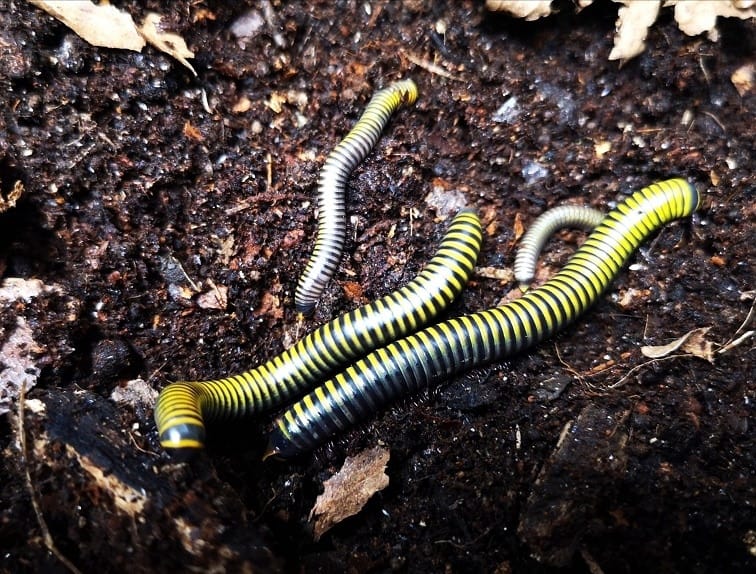 Bumblebee millipedes