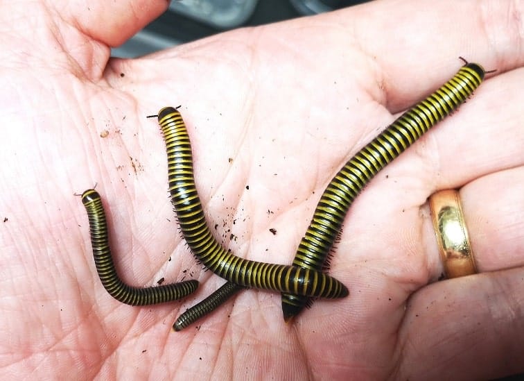 Bumblebee millipedes