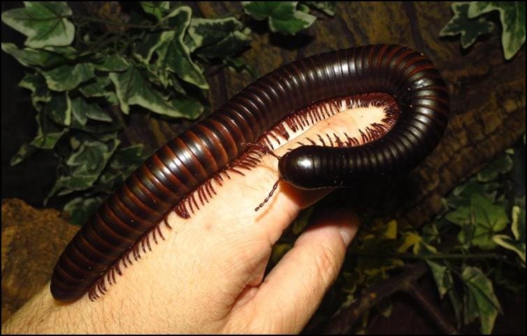 African Giant Black Millipede