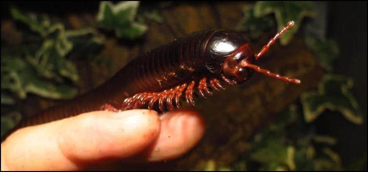 African Giant Black Millipede