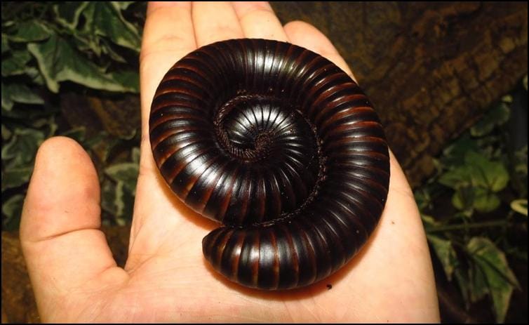 African Giant Millipede