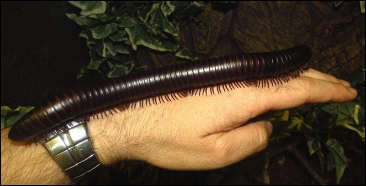 African Giant Black Millipede walking along an arm