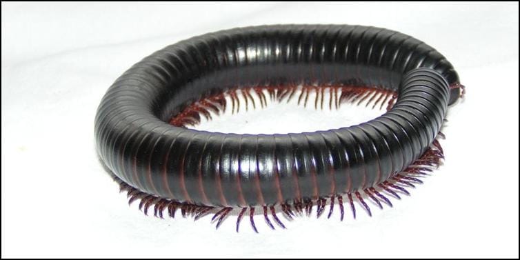 African Giant Black Millipede