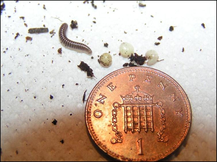 Two millipede eggs, a protonymph and a 'true' baby African Giant Black Millipede