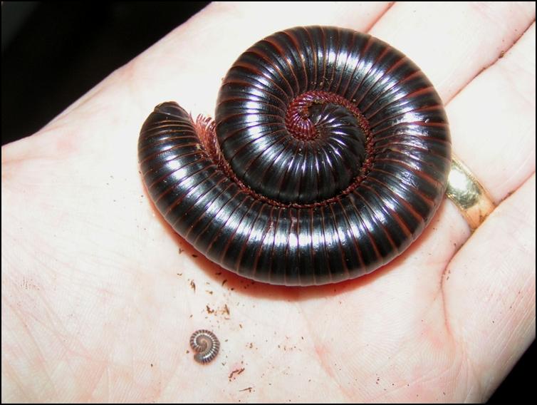 Size difference between two year old and baby African Giant Black Millipede