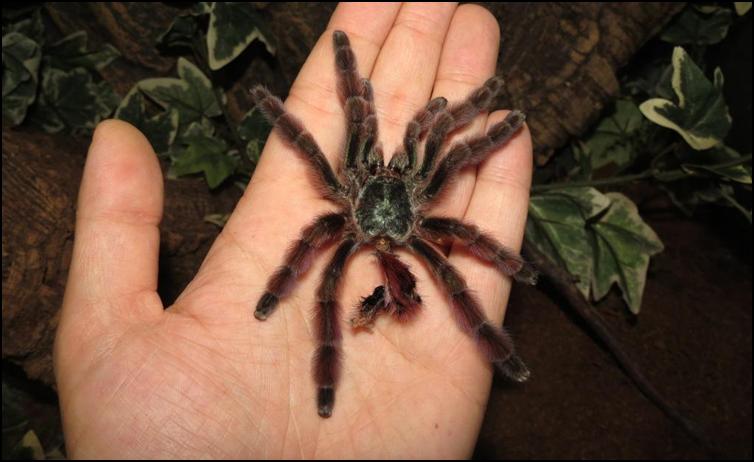 Male Antilles Pink Toes Tarantula exoskeleton