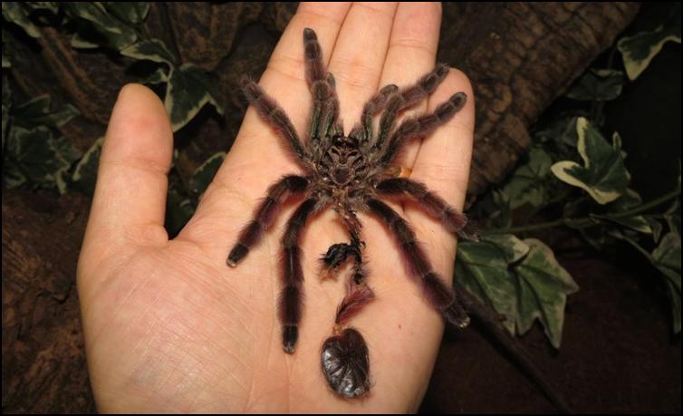 Male Antilles Pink Toes Tarantula exoskeleton with carapace removed