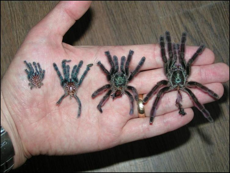 Collection of Antilles Pink Toes Tarantula exoskeletons