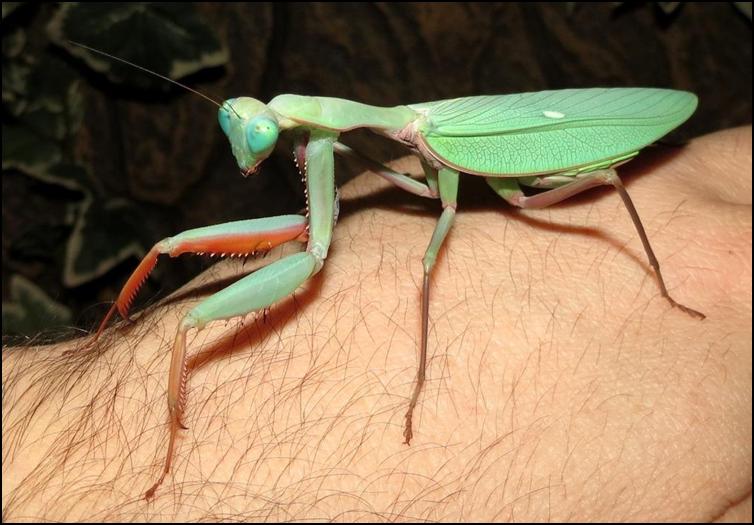 Australian King Mantis