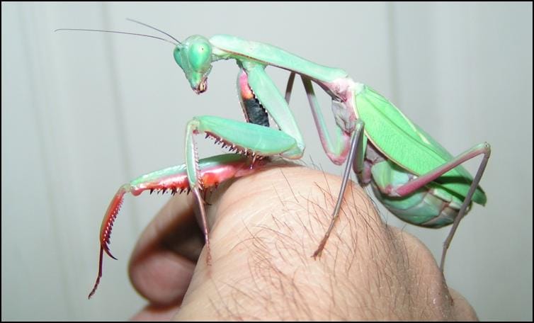 Australian King Mantis