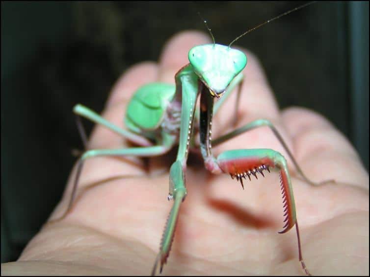 Spines on front legs of Australian King Mantis