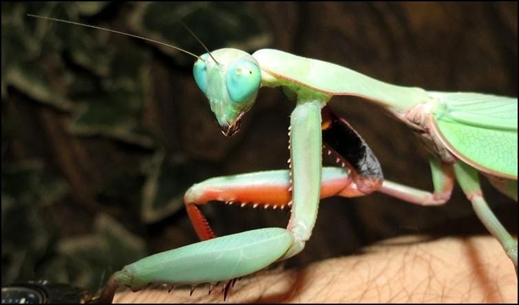 Stunning colours of Australian King Mantis