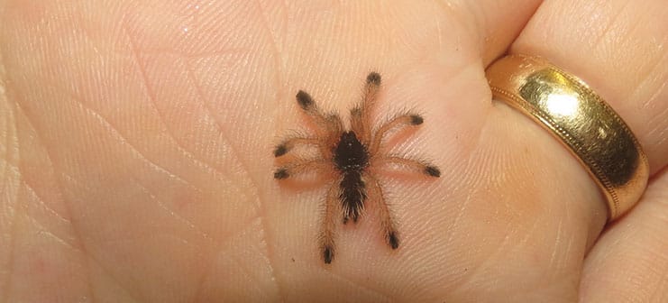 Juvenile Peruvian Pinktoe Tarantula