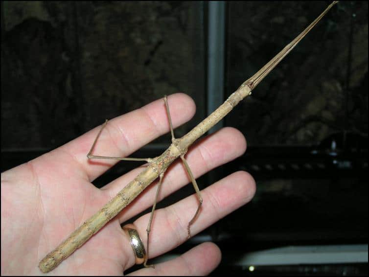 Budwing Stick Insect