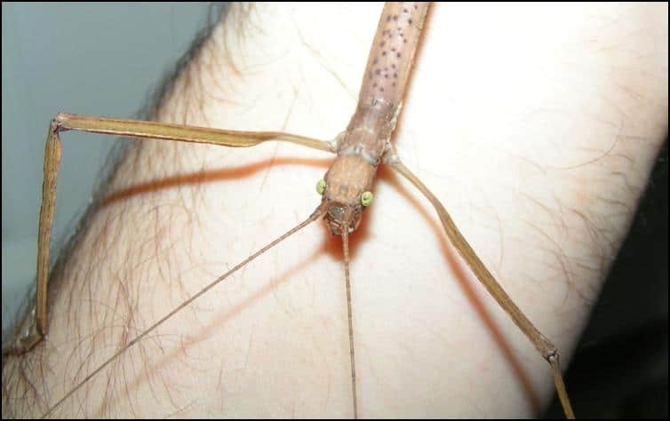 Close-up of head of a Budwing Stick Insect
