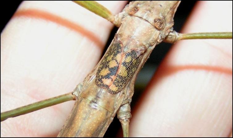 Small wings of Budwing Stick Insect