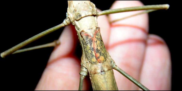 Small wings of Budwing Stick Insect