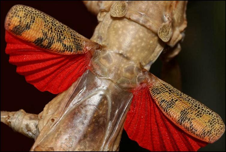 Crimson red coloured wings of Budwing Stick Insect