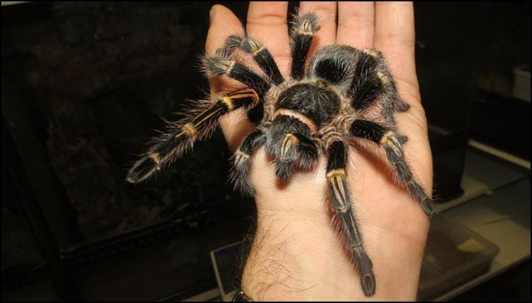 Golden Knee Tarantula Jonathan s Jungle Roadshow