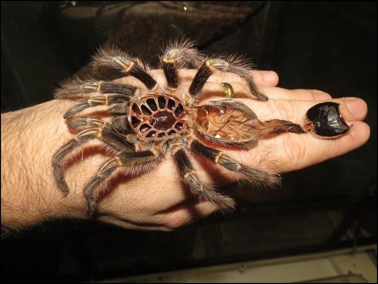 Golden Knee Tarantula Jonathan s Jungle Roadshow