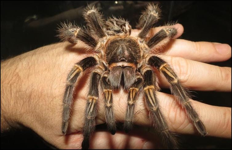 Golden Knee Tarantula Jonathan s Jungle Roadshow