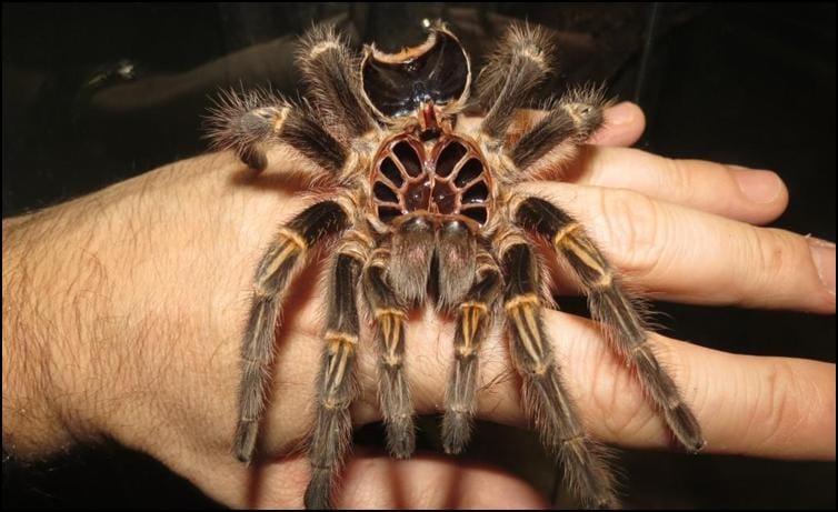 Golden Knee Tarantula Jonathan s Jungle Roadshow