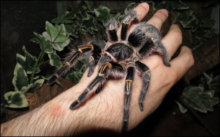 Golden Knee Tarantula Jonathan s Jungle Roadshow