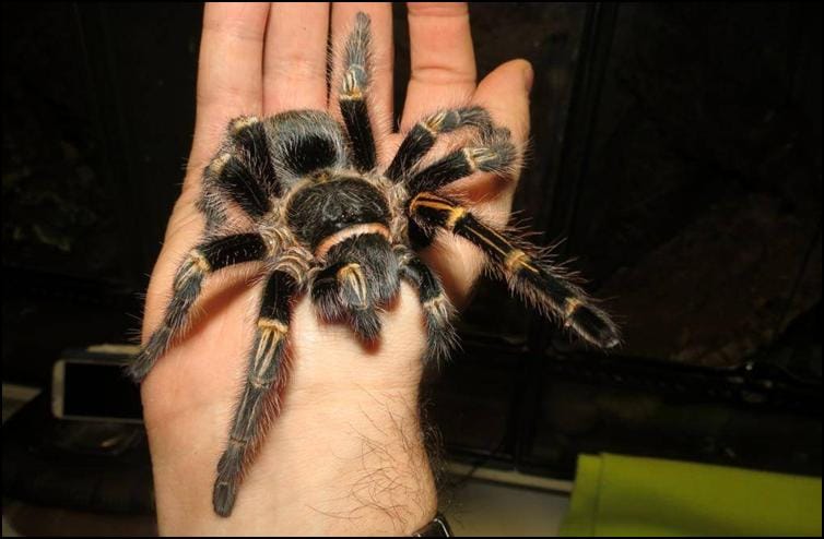 Golden Knee Tarantula Jonathan s Jungle Roadshow