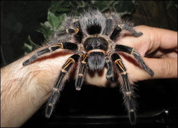 Golden Knee Tarantula Jonathan s Jungle Roadshow