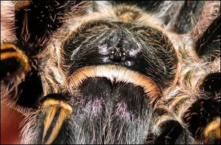 Golden Knee Tarantula Jonathan s Jungle Roadshow