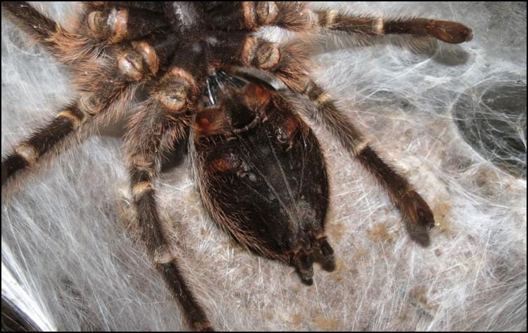 Golden Knee Tarantula Jonathan s Jungle Roadshow