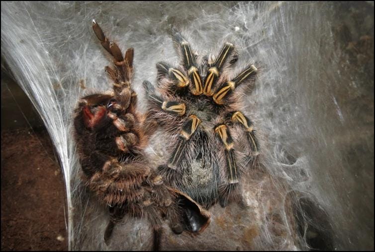 Golden Knee Tarantula Jonathan s Jungle Roadshow