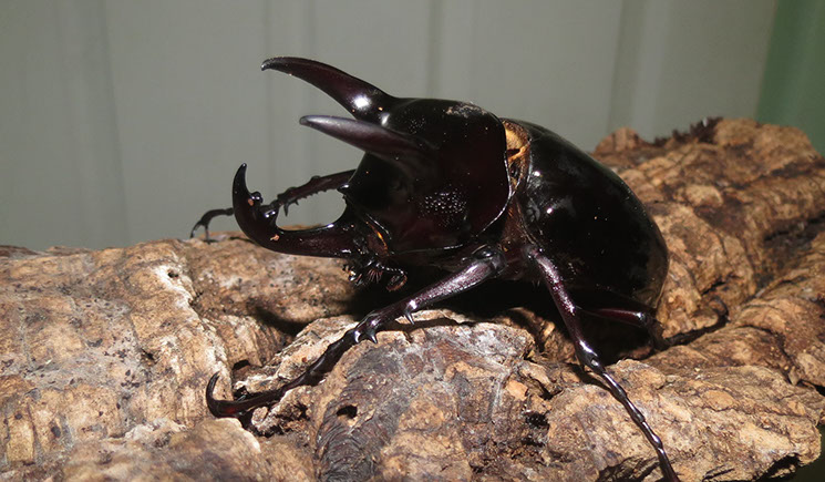 Giant Rhinoceros Beetle