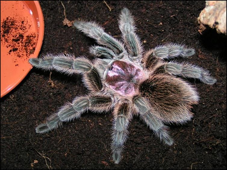 Chile Rose Tarantula - Jonathan's Jungle Roadshow