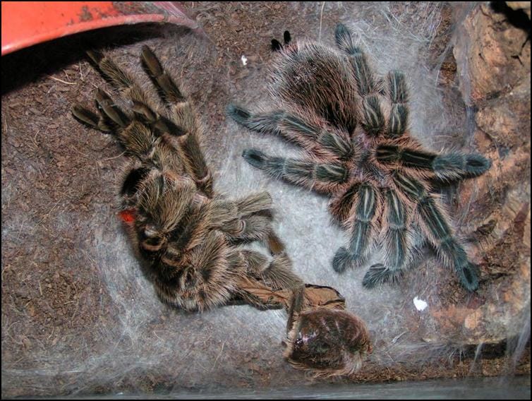 Chile Rose Tarantula with old exoskeleton on bed of silk