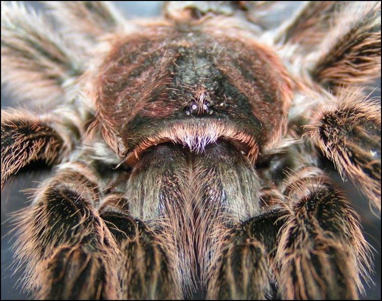 Close up of head of Chile Rose Tarantula exuviae