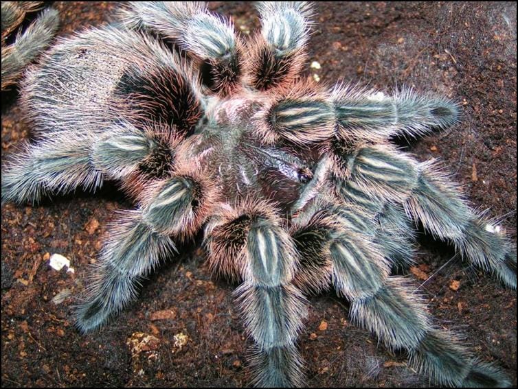 Chile Rose Tarantula