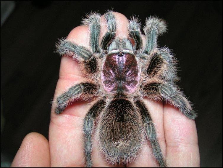 Chile Rose Tarantula