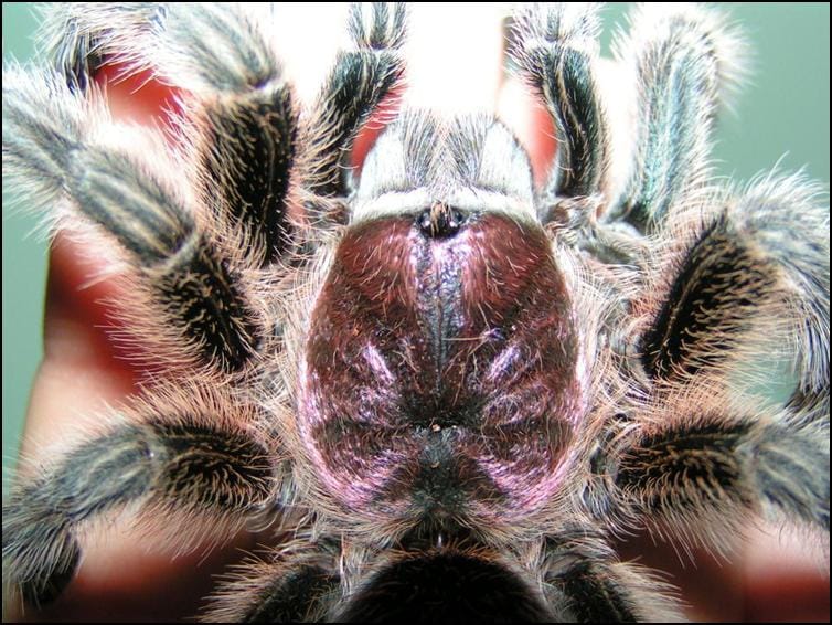 Chile Rose Tarantula