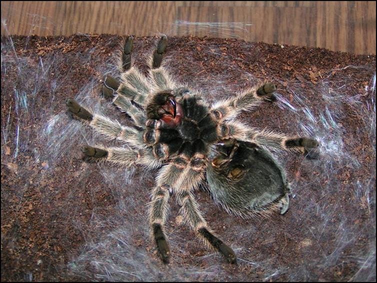 Chile Rose Tarantula lying on it's back on a bed of silk ready to moult