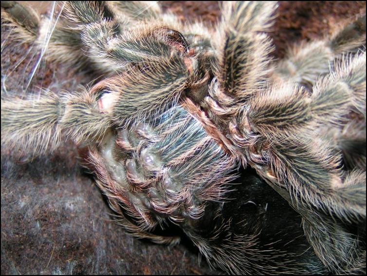 Chile Rose Tarantula moult in progress