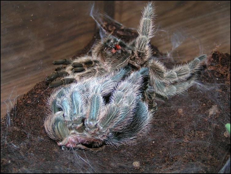 Chile Rose Tarantula legs nearly free from old exoskeleton