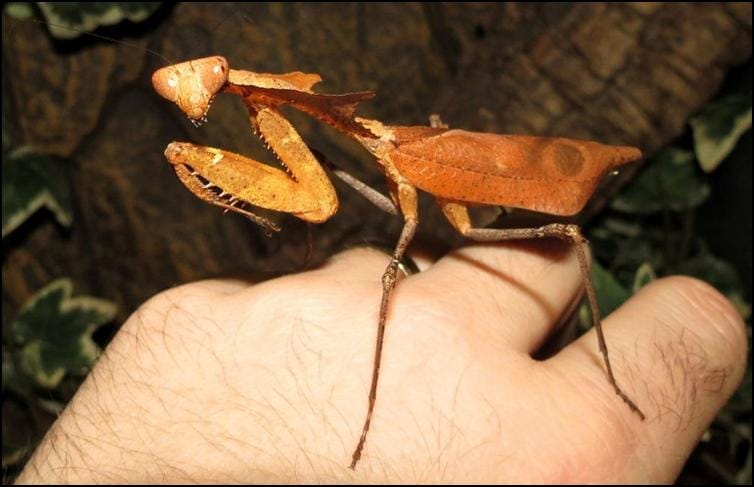 Dead Leaf Praying Mantis