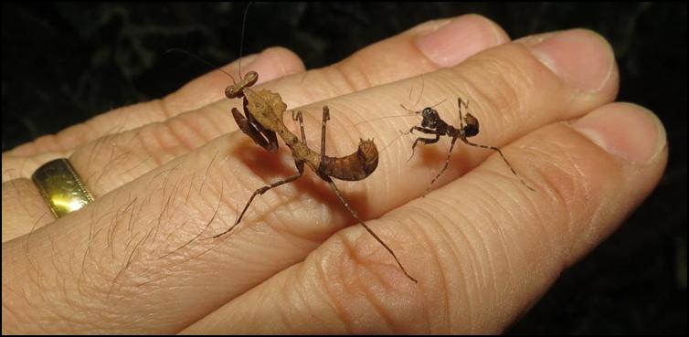Difference in size between differing age Dead Leaf Praying Mantis nymphs